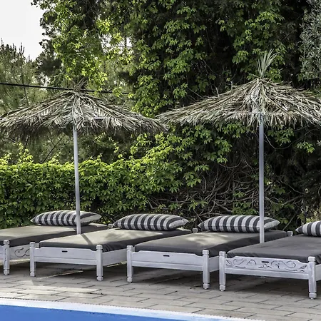 Pine Trees Art 2* Ιξιά